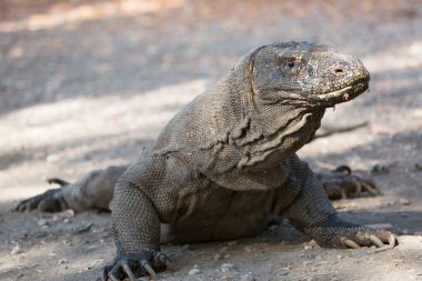Komodo ejderhasının doğal ortamdaki yakın çekimi.