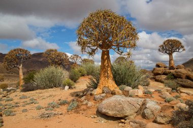 Titrek ağaçlar veya Kokerboom ormanı, Aloidendron ikilemi, Karoo bölgesinin tipik ıssız kayalık çöl manzarası ve Nothe Cape