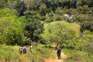 yemyeşil bir sahnede yürüyüş yapan bir grup insan, seyahat çekimleri.