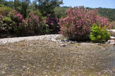Bahçedeki güzel çiçekler