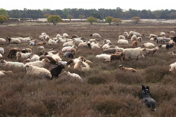 羊が畑に群がっています — ストック写真