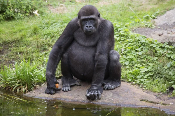 黑色在动物园里的大猩猩 — 图库照片