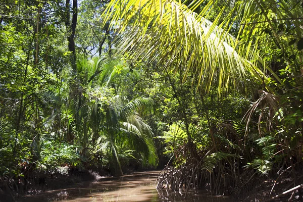 Amazon 'un yoğun yağmur ormanları yeşil yapraklar ve nehirlerle doludur.