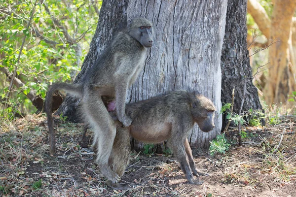 Vahşi ortamda şirin babunlar.