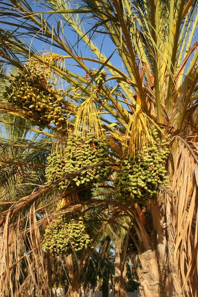 view of palm trees in the desert