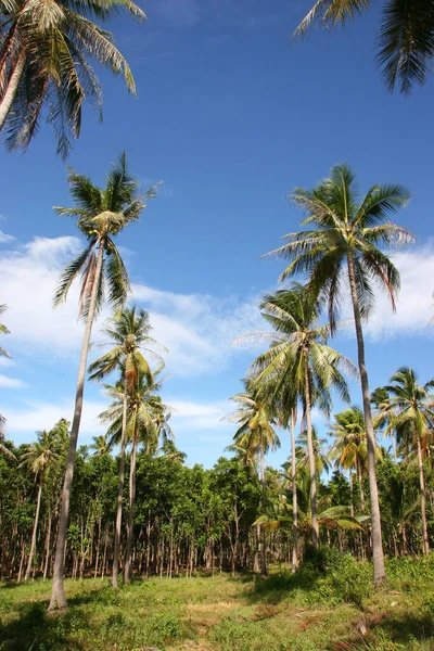 Tropikal denizde palmiye ağaçları
