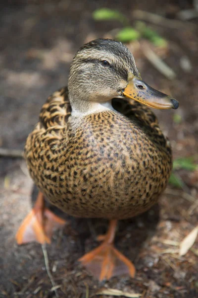 Canard Dans Eau — Photo