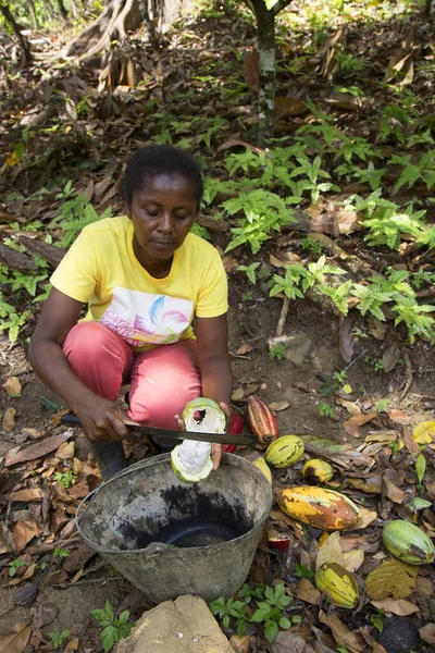 Kakao fasulyesi soyan kadın, seyahat çekimi.