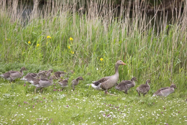 Greylag kaz ailesi, anser anser anser, otların arasında yürüyen ve otlayan