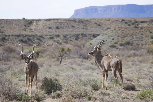 Cudù Maggiore Tragelaphus Strepsiceros — Foto Stock