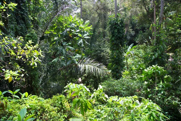 Bela Vegetação Selva Cena Natural — Fotografia de Stock
