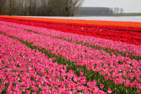 Vasto Campo Fiori Con File Tulipani Colorati — Foto Stock