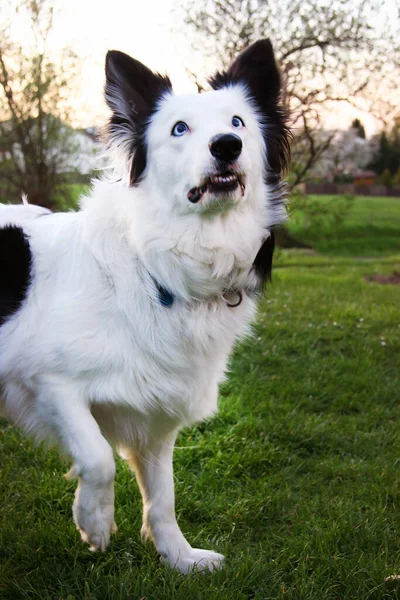 Белая Собака Парке — стоковое фото