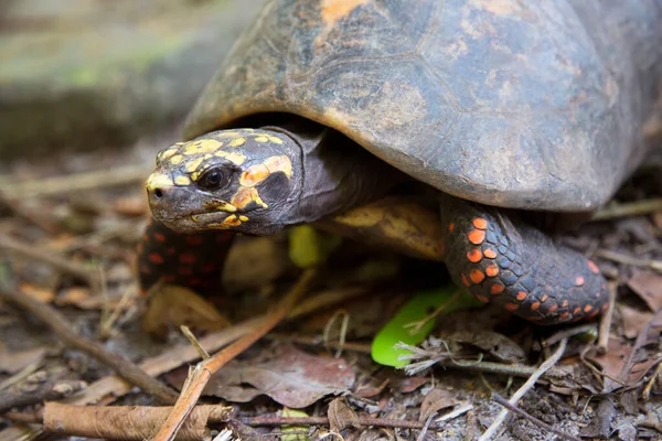 Close Shot Turtle Natural Habitat — Stock Photo, Image