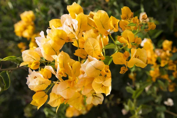 Bahçedeki sarı çiçekler