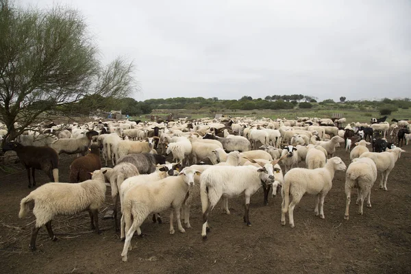Овцы Пастбища Ферме — стоковое фото