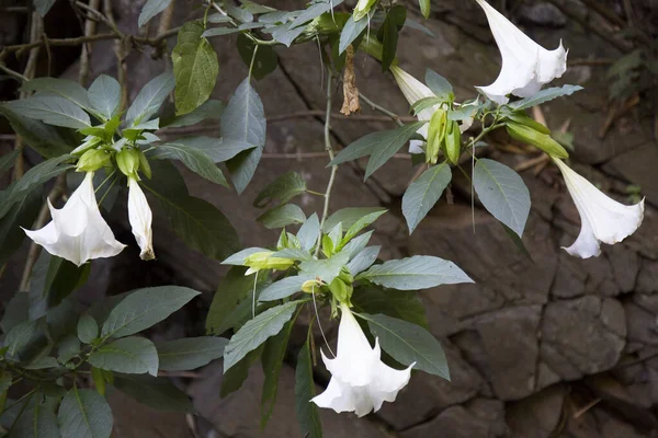 Bahçede çiçek açan güzel beyaz çiçekler