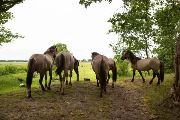 Kudde Wilde Konik Paarden — Stockfoto