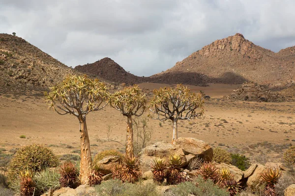 Titrek ağaçlar veya Kokerboom ormanı, Aloidendron ikilemi, Karoo bölgesinin tipik ıssız kayalık çöl manzarası ve Nothe Cape