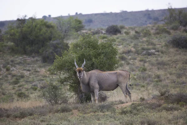 Antilope Pascolo Montagna — Foto Stock