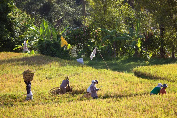 Pessoas Que Trabalham Campos Arroz Terraço Sawa — Fotografia de Stock