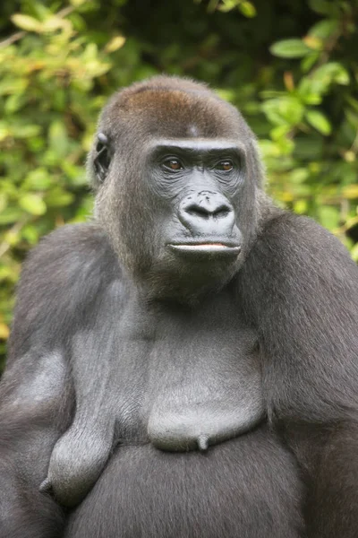 Vista Cerca Del Gorila Occidental Las Tierras Bajas — Foto de Stock
