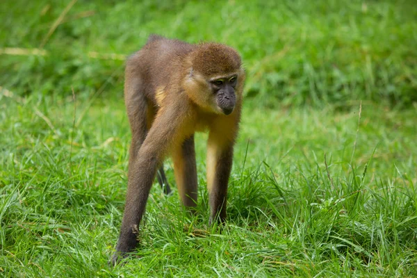 yürüyen altın göbekli mangabey, Cercocebus chrysogaster