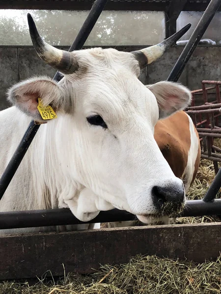 Primer Plano Una Vaca Una Granja — Foto de Stock