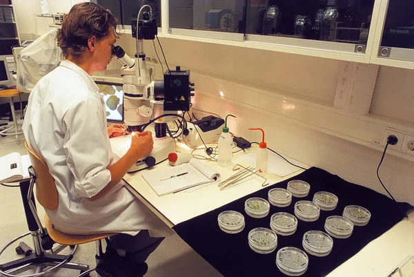 Scientist Working Laboratory — Stock Photo, Image