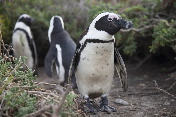Gentoo Пингвины Море — стоковое фото