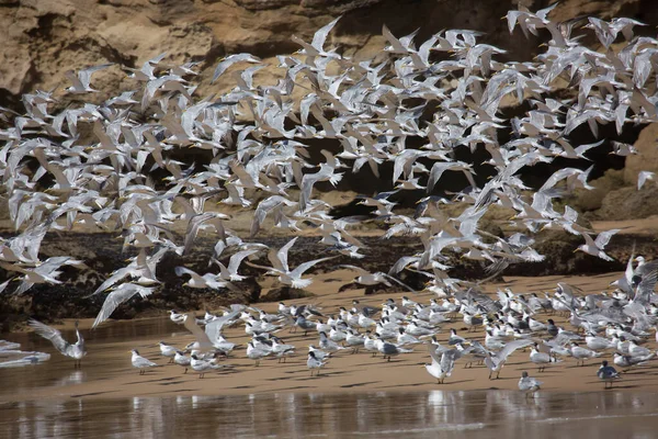 Daha büyük ibikli kırlangıçlar sürüsü