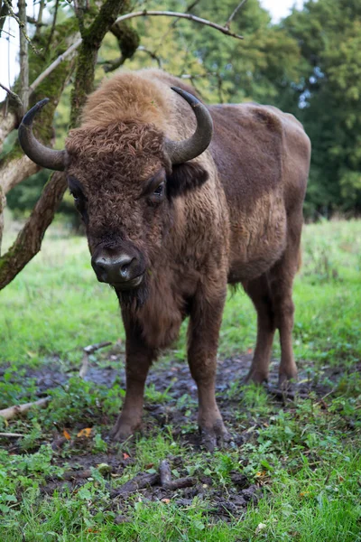 Moudrý Nebo Evropský Bizon Přírodním Prostředí — Stock fotografie