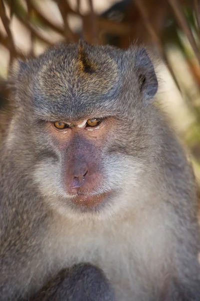 Comer Cangrejo Macaco Cola Larga Macaca Fascicularis Relajado Observando Zona —  Fotos de Stock