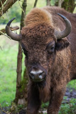 Doğal ortamdaki bilge ya da Avrupalı bizonlar