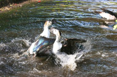 Ördekler suda yüzer.