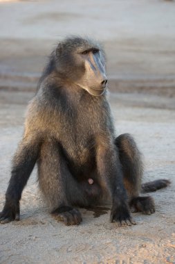 Erkek chacma ya da pelerin babunu, Papio idrar, toprak zeminin gölgesinde rahatça oturuyor.