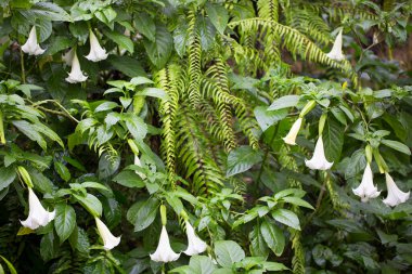 Bahçede çiçek açan yeşil yapraklar.