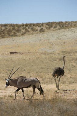 Gemsbok sürüsü ya da Güney Afrika antilobu, Afrika antilobu ceylanı Kalahari çölündeki kuru otların arasında yürüyor ve otluyor.