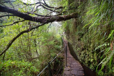 Ormandaki güzel yol manzarası