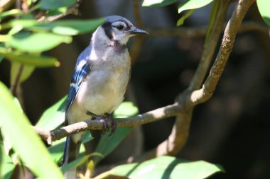 Mavi alakarga kuşunun yakın çekimi.