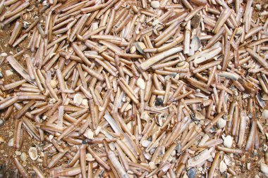 Kumsalda ensis yığını