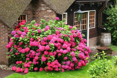 Hollanda 'daki Giethoorn köyünün sakin manzarası