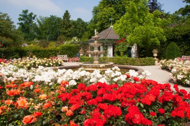 Bahçedeki güzel çiçekler