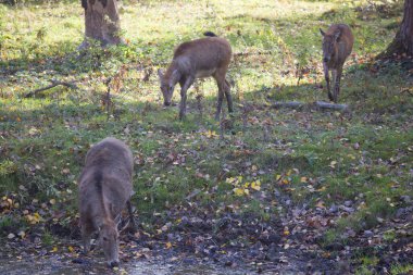 Ormandaki genç kahverengi saçlı geyikler.
