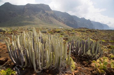 Kaktüslü volkan vadisi manzarası