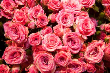 Güzel renkli çiçek arkaplanının yakın plan görüntüsü