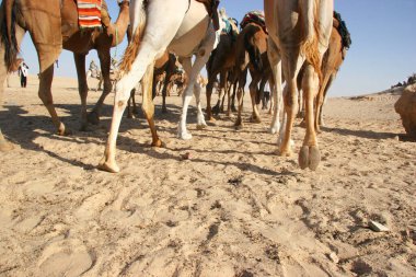 Yükün canavarı Dromedary, Camelus dromedarius, Sahra Çölü 'nde nakliye işini yapıyor.