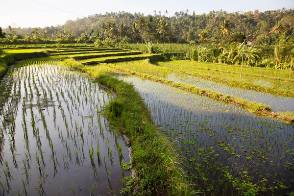 Paddyfält Eller Sawa Landskap Med Växande Risväxter — Stockfoto