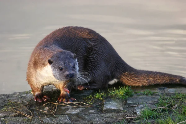 Small Brown Otter Standing Ground — Stock Photo, Image