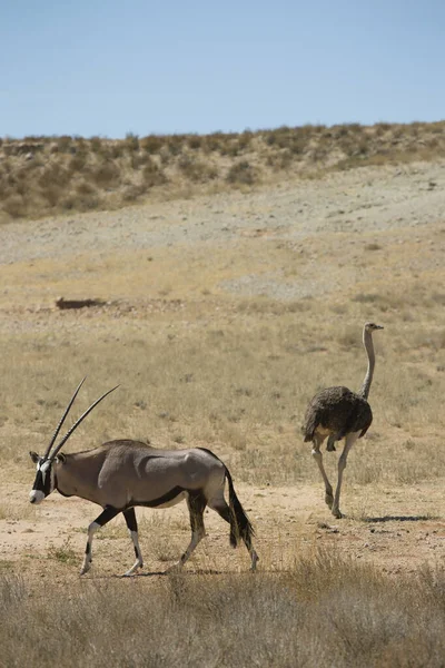 Стадо Ґемсбока Або Південноафриканський Орикс Oryx Gazella Гуляючи Пасучись Сухої — стокове фото